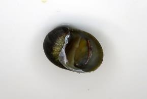 그림입니다.

원본 그림의 이름: 기수갈고둥 마동호(ST5) 210316 IMG_9104-축소.jpg

원본 그림의 크기: 가로 567pixel, 세로 425pixel

사진 찍은 날짜: 2021년 04월 07일 오후 12:32

카메라 제조 업체 : Canon

카메라 모델 : Canon PowerShot SX60 HS

프로그램 이름 : Adobe Photoshop CS3 Windows

F-스톱 : 5.6

노출 시간 : 1/80초

IOS 감도 : 10