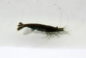 그림입니다.

원본 그림의 이름: 새뱅이 고성천(ST1) 210317 IMG_8734-축소.jpg

원본 그림의 크기: 가로 567pixel, 세로 425pixel

사진 찍은 날짜: 2021년 04월 04일 오후 8:22

카메라 제조 업체 : Canon

카메라 모델 : Canon PowerShot SX60 HS

프로그램 이름 : Adobe Photoshop CS3 Windows

F-스톱 : 6.3

노출 시간 : 1/1000초

IOS 감도 : 100